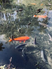 Koi fish 