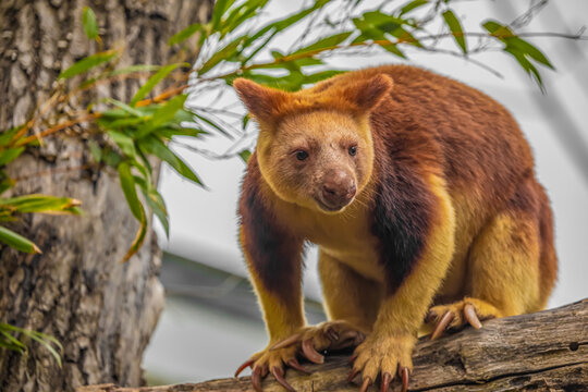 Goodfellow's Tree Kangaroo, portrait of very cute rare red animal.