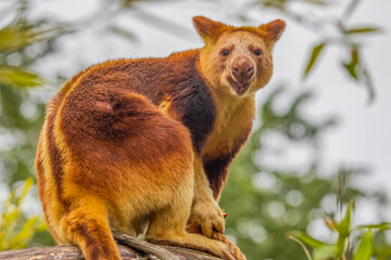 Goodfellow's Tree Kangaroo, portrait of very cute rare red animal.