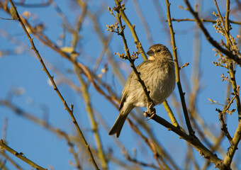 Small brown bird perching among the branches of a tree