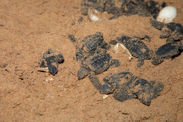 human hands hold newborn sea turtle babies in sand