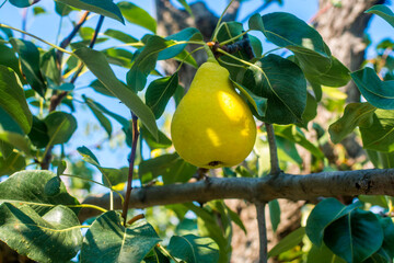 Ripe pear