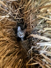 Cat in bales