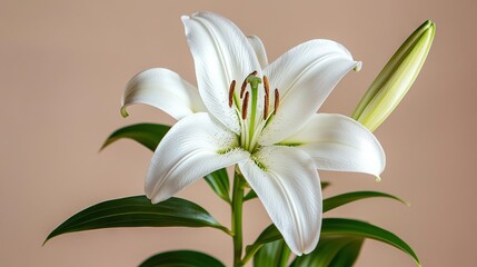 Obraz premium White flower in vase against pink wall with green stem in foreground