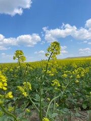 Obraz premium Canola plant 