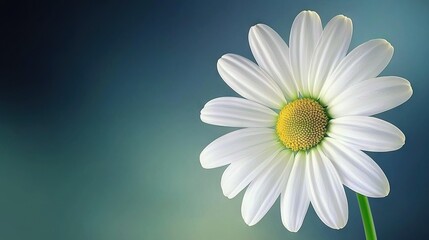   White flower with green center on blue background