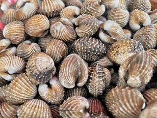 Fresh raw cockle. Shellfish or Cardiidae. Edible marine bivalve mollusc. Seafood concept