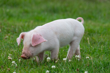 Photo of a British Landrace piglet in a grassy field