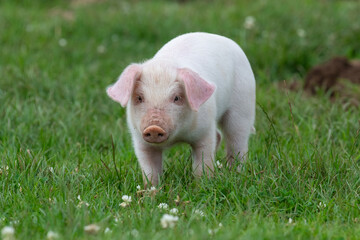 Photo of a British Landrace piglet in a grassy field © tom
