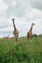 Family of giraffes walking through grasslands in Kenya, Africa, Tanzania. Wildlife safari photography, travel, African safari, Mother giraffe, Father giraffe, Baby giraffe, male, female, blue skies