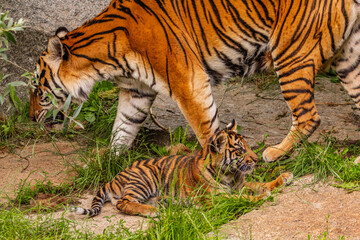 Sumatran tiger family with two little cubs