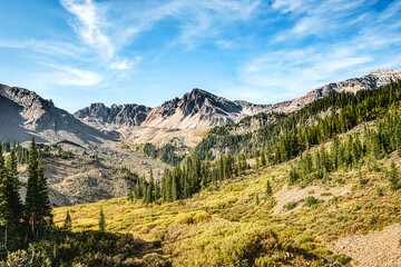 Obraz premium Beautiful Mountain range with a meadow and pine trees