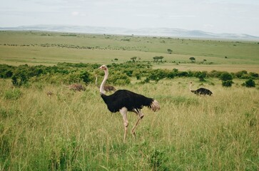 Grey crowned cranes and ostriches in Maasai Mara, Kenya, Africa, tanzania, Exotic birdwatching, birds posing, rare birds, large birds, ostrich, crain, crane, wildlife photography, grasslands, travel