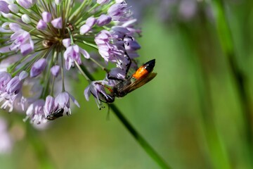 Golden digger wasp, Sphex funerarius, on a flower