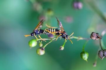 Figwort sawflies, Tenthredo scrophulariae, on a plant