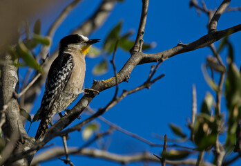 Small king woodpecker on the branches of a tree