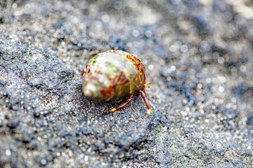 Hermit crab, Clibanarius aequabilis, with a shell on a rock