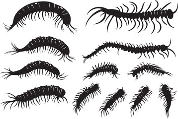 Set centipede. Hand drawn vector illustration	