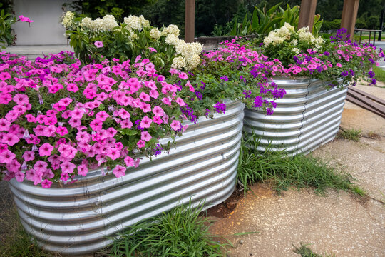 Flowers in a horse trough 