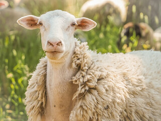 Sheep grazing on a field 