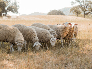 Obraz premium Sheep grazing on a field 