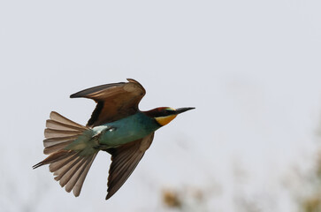 European bee-eater (Merops apiaster)
