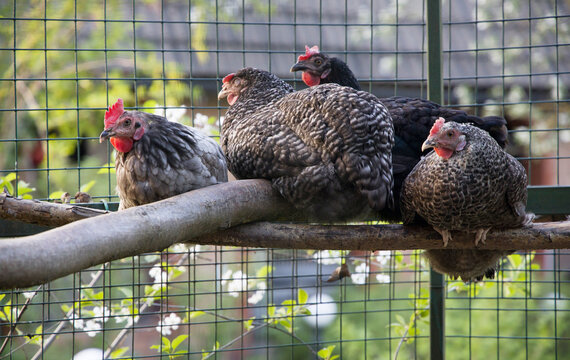 Four Domestic Chickens Perched on a Branch in a Wire Fence Coop