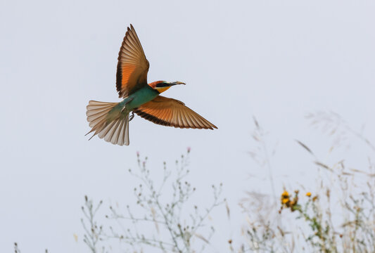 European bee-eater (Merops apiaster)