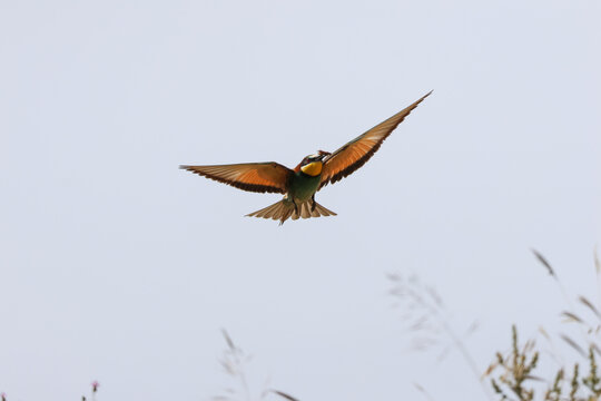 European bee-eater (Merops apiaster)