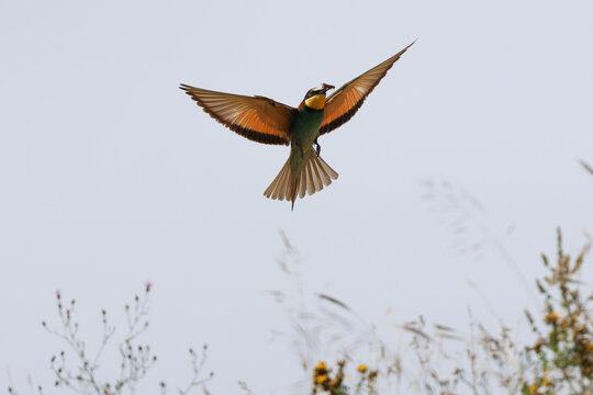 European bee-eater (Merops apiaster)