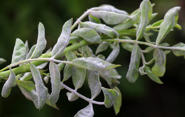 Powdery mildew of roses caused by the fungus Podosphaera pannosa