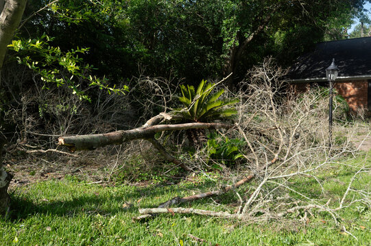 Fallen tree and branches from hurricane damage