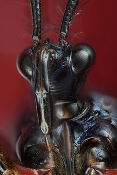 portrait of insect stink bug