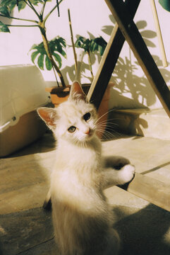 White Kitten Playing Under Table In Sunny Room