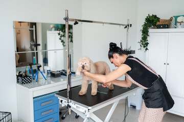 Professional pet groomer trimming fur of dog in grooming salon
