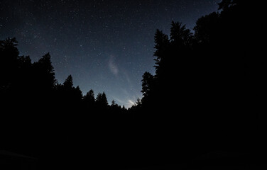 moon and trees