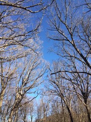 Árboles sin hojas en invierno