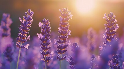 Obraz premium A vibrant image of lavender flowers bathed in sunlight, with soft clouds framing the background