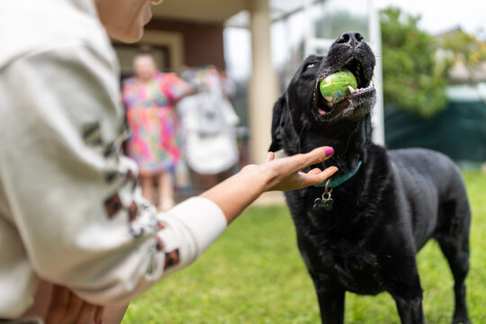 Black labrador retriever playing fetch with a tennis ball