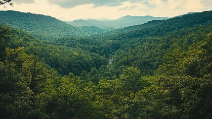 Fototapeta premium A verdant forest brims with numerous trees and a meandering river, all set beneath an overcast sky