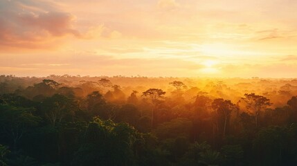   The sun sets over a dense woodland, casting shadows on tall trees A plane flies above them in the sky