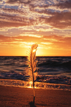 Feather on the background of the sea