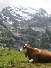 Naklejka premium Alpine red cow grazes on a green pasture against the backdrop of a blue lake and snowy mountain peaks