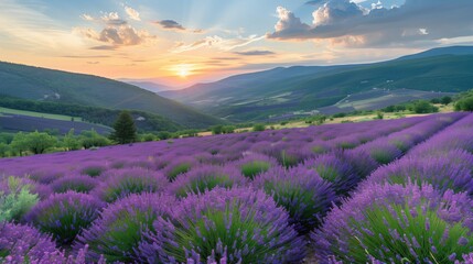 Obraz premium Lavender Field Valley Meadow Landscape Wallpaper, Natural Beauty Backdrop, Floral Mountain Agriculture Background, Nature Lover Art Print