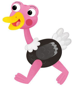recommend clip art: Cartoon happy animal bird ostrich safari isolated illustration for kids
