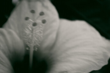 Tropical Flower Black and White