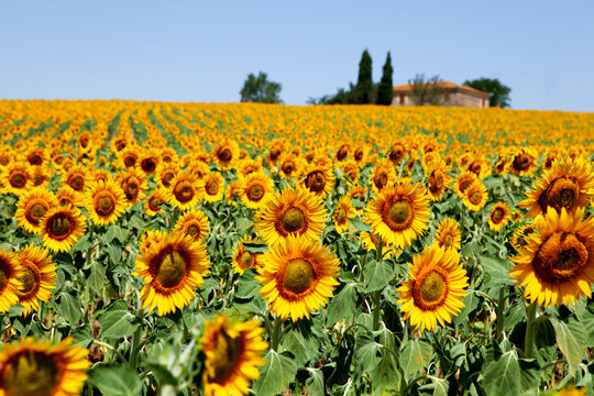 Sunflower Fields Italian Countryside, Tuscany Italy, June 29 2012