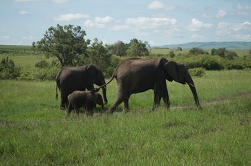 Family of elephants walking through grasslands in Kenya, Africa, Tanzania. Wildlife safari photography, travel, African safari, Mother elephant, Father elephant, Baby elephant, male, female, infant