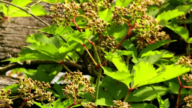 Wild vine flowers in the wind being pollinated by honey bees