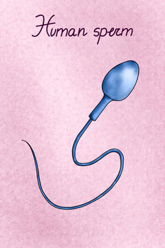 Illustation of a sperm cell